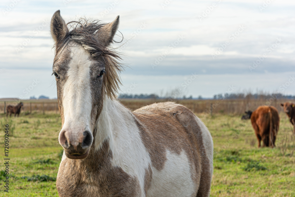 Fototapeta premium horse in the field