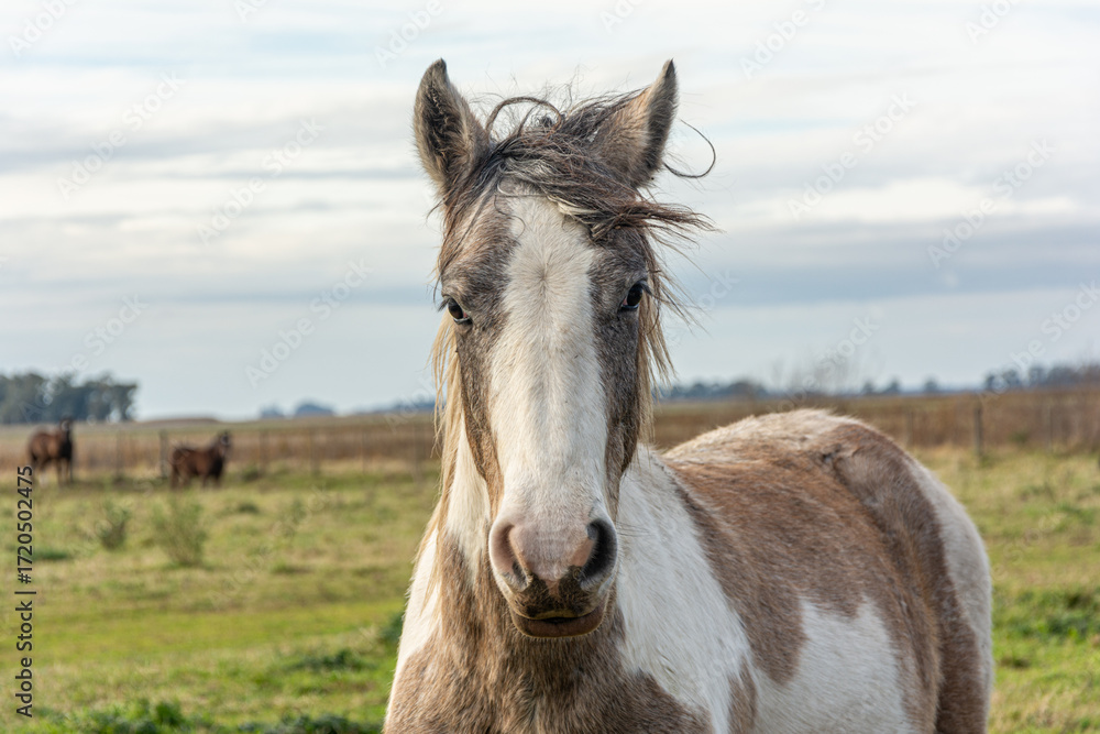 Obraz premium horse in the field