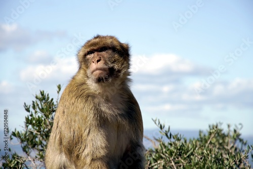 Image of the monkeys of the Rock of Gibraltar, also known as Barbary apes.