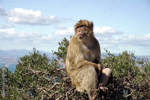 Image of the monkeys of the Rock of Gibraltar, also known as Barbary apes.