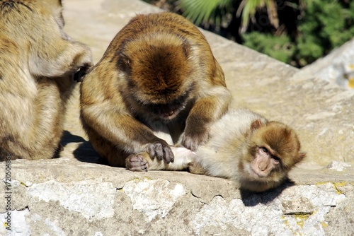 Image of the monkeys of the Rock of Gibraltar, also known as Barbary apes.