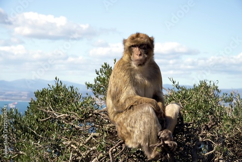 Image of the monkeys of the Rock of Gibraltar, also known as Barbary apes.