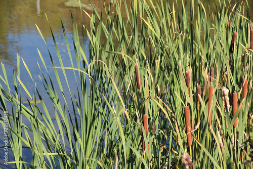 tall marsh grass with dark brown cattails growing alongside a marsh pond