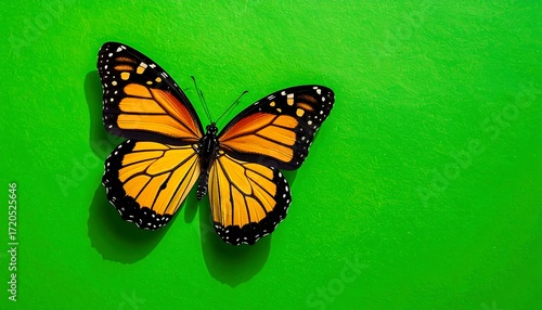 A vibrant monarch butterfly, with intricate orange and black patterns, rests on a bright green background. Its wings are fully displayed