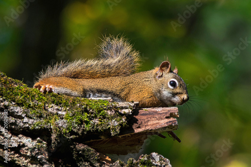 American Red Squirrel.