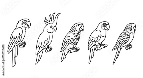 Five Parrot species line art Vector illustration Tropical birds design Simple minimalist style 
