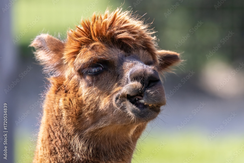 Fototapeta premium Alpaca Vicugna pacos Closeup Portrait