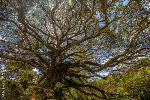 árvore centenária, Jatobá, Hymenaea courbaril