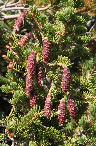Engelmann Spruce (Picea engelmannii) cones in Beartooth Mountains, Montana