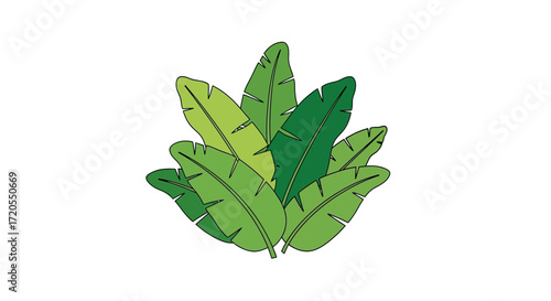 A cluster of vibrant green banana leaves, showcasing their broad shape and distinct veins against a white background.
