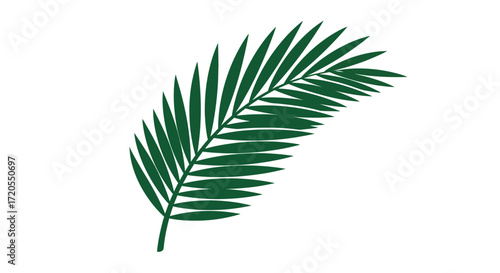 Close-up of a single dark green palm leaf, detailed and well-defined.