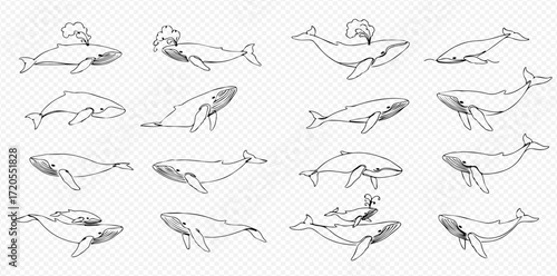 A diverse set of hand-drawn whale illustrations in various swimming and spouting poses, showcasing different marine mammal behaviors.