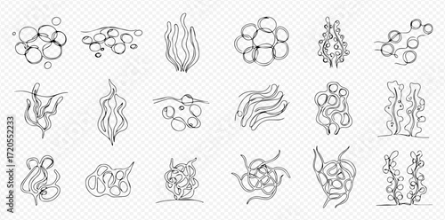 A diverse collection of hand-drawn line art illustrations depicting various forms of aquatic algae, seaweed, and microscopic organisms.