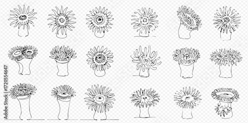 A collection of detailed black and white line art illustrations depicting various sea anemones or marine polyps with diverse tentacle arrangements and oral disc formations.