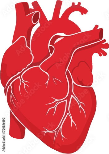 Vibrant illustration of a human heart, perfect for medical, educational, or health projects