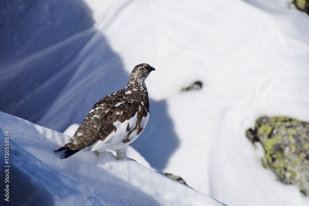 Fototapeta premium 山岳地帯に住む鳥 ライチョウ（Rock ptarmigan）