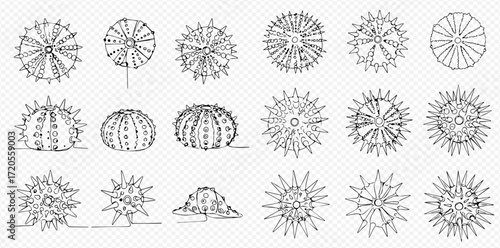 A collection of detailed line art illustrations depicting various sea urchin shells and forms from different perspectives, showcasing marine life.