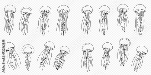 A collection of detailed black and white line art illustrations depicting various jellyfish in different poses on a transparent background.