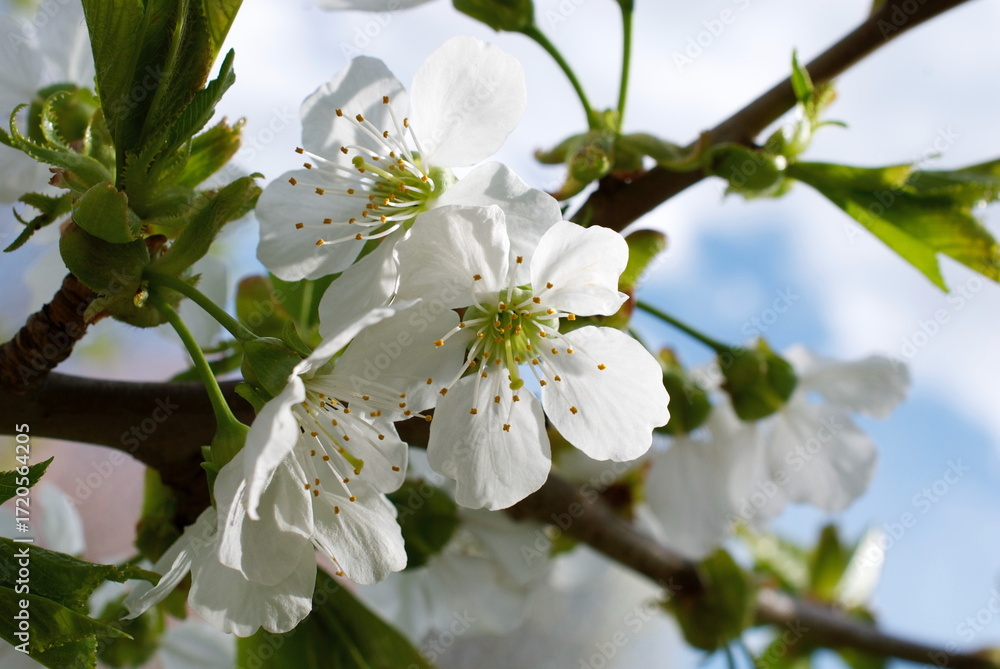 Obraz premium closeup pear tree blossoms