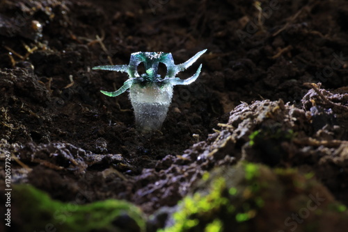 “Wonder Owl's eye” (Thismia thaithongiana) The native range of this species is Thailand. It is a holomycotrophic rhizomatous geophyte and grows primarily in the wet tropical biome.
Umphang ,THAILAND