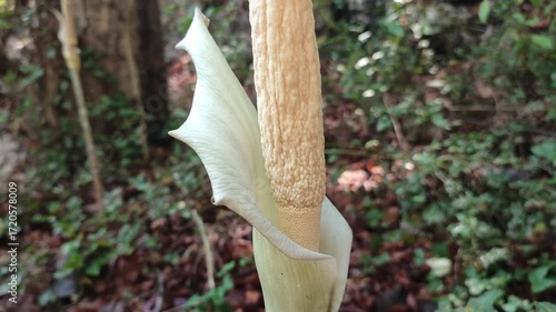 amorphophallus flower