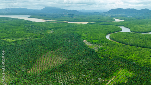 aerial view a vivid contrast between a palm plantation and a lush forest. the transition from agricultural land to untouched wilderness, highlighting patterns of land use and environmental impact.