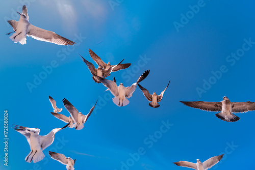 Seagulls in the sky