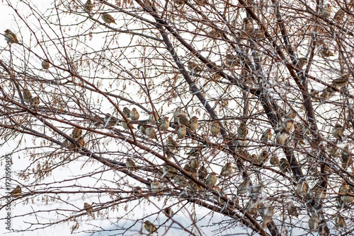 Wallpaper Mural Colonie de travailleurs à bec rouge au lever du jour Torontodigital.ca