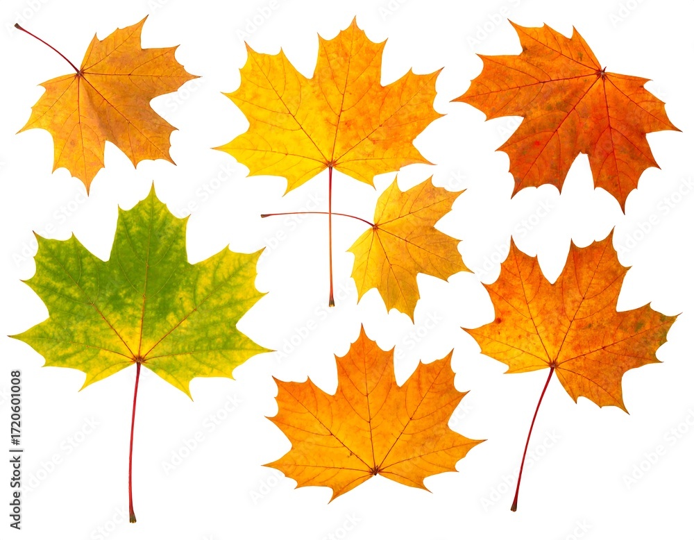 Obraz premium Autumn leaves, various colors