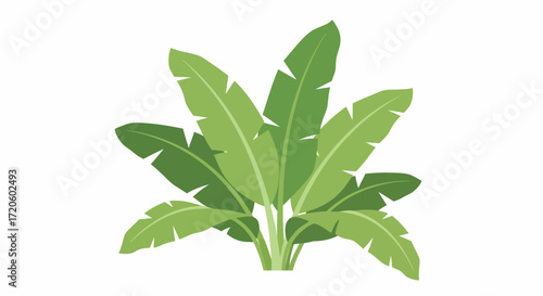 Stylized illustration of a lush green tropical plant with large, broad leaves, resembling a banana tree or similar foliage, on a clean white background.