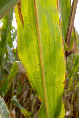 Close-up of a corn leaf with tar spot disease. 