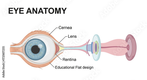 Educational diagram of eye anatomy, labeled parts include cornea, lens, and retina. Flat design, cross-sectional view highlights key structures.