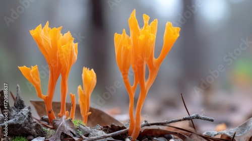 Vibrant Orange Coral Fungi Among Autumn Leaves in a Forest Setting