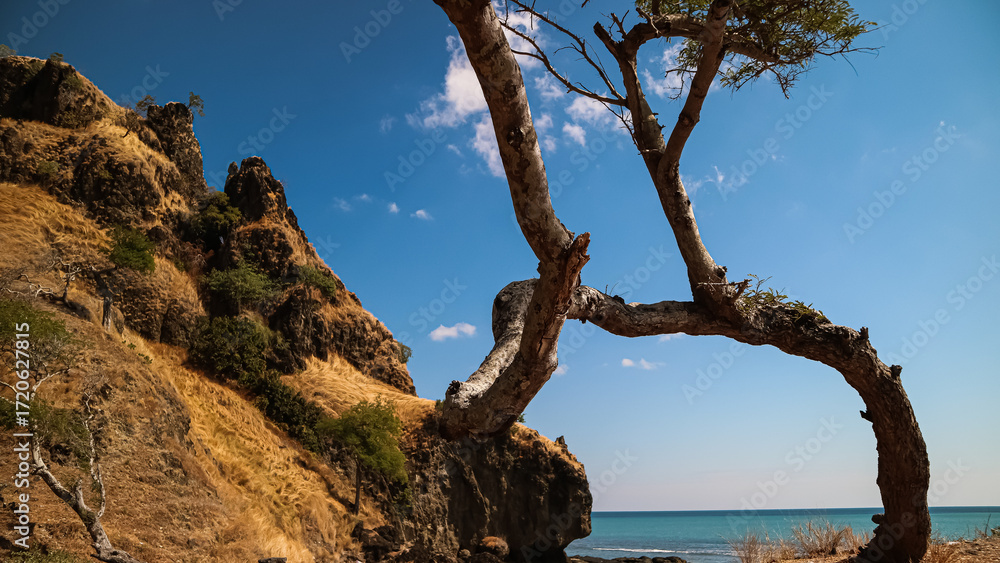 Fototapeta premium beach with trees growing on rocky cliffs