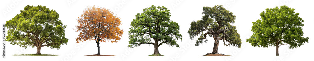 Obraz premium PNG Diverse trees showcasing seasonal changes, element set on transparent background