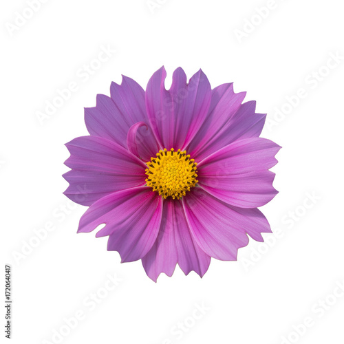 Purple cosmos flowers isolated on white background with clipping path.