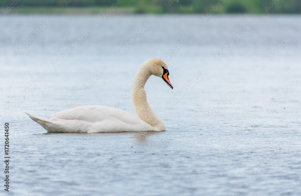 Fototapeta premium Graceful white Swan swimming in the lake, swans in the wild. Portrait of a white swan swimming on a lake.