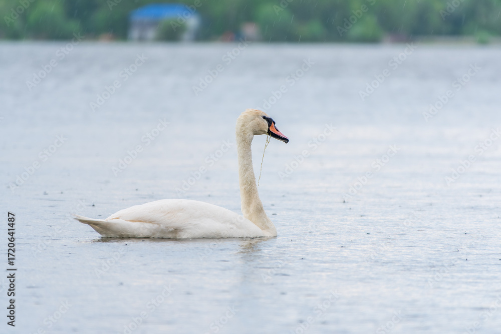 Fototapeta premium Graceful white Swan swimming in the lake, swans in the wild. Portrait of a white swan swimming on a lake.