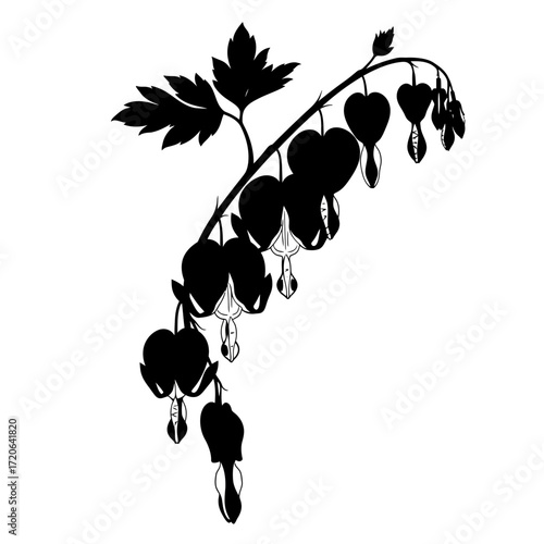 Bleeding heart flower branch silhouette isolated on white background
