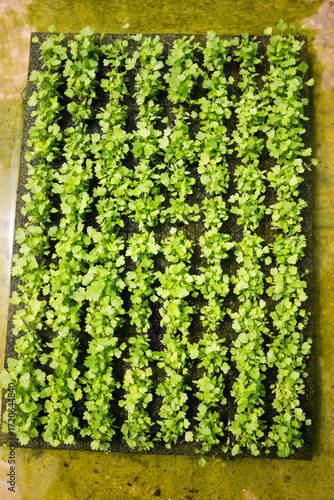 fresh coriander plants or cilantro in Nursery for seedlings from the garden Hydroponics or Soilless Culture
