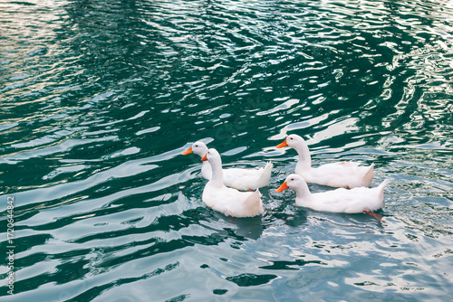 Several white ducks are swimming in a blue pond