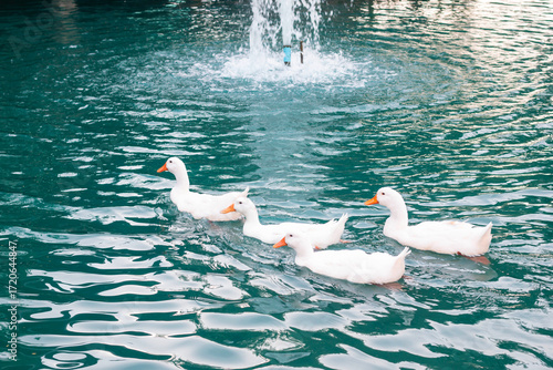 Several white ducks are swimming in a blue pond