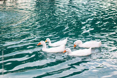 Several white ducks are swimming in a blue pond