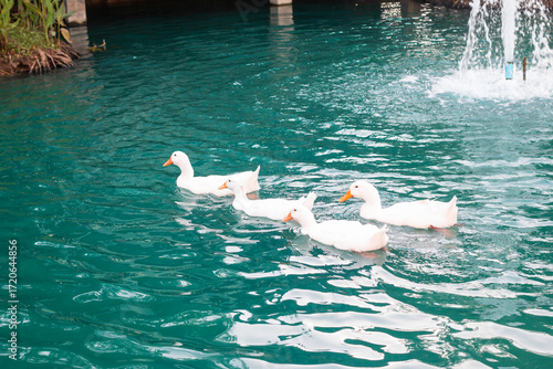 Several white ducks are swimming in a blue pond