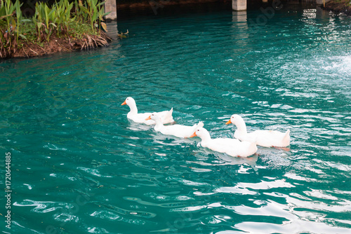Several white ducks are swimming in a blue pond