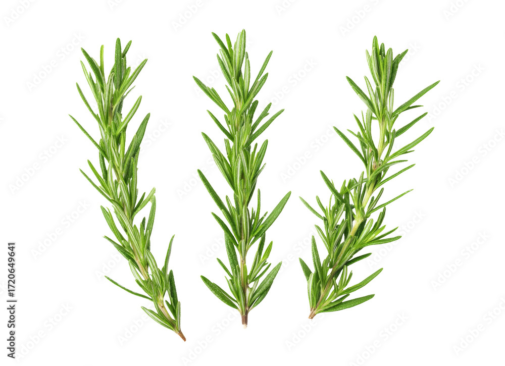 Fototapeta premium rosemary sprigs isolated on white background