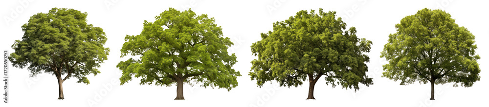 Fototapeta premium PNG Lush green trees in sequence, element set on transparent background