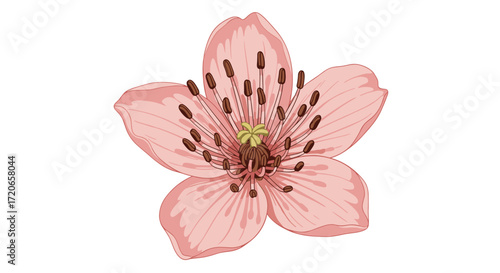 A delicate pink cherry blossom flower opens its petals in full bloom during spring.