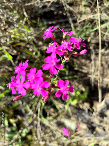 花, 自然,  Flowers, nature,