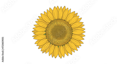 A detailed illustration of a sunflower with many yellow petals and a dark brown center on a white background.